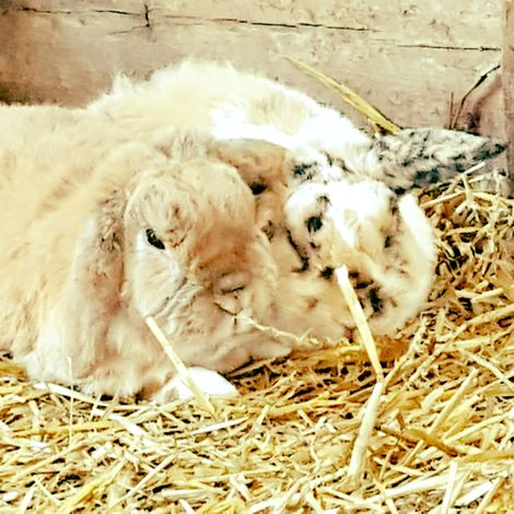 Mapleton's Organic Dairy