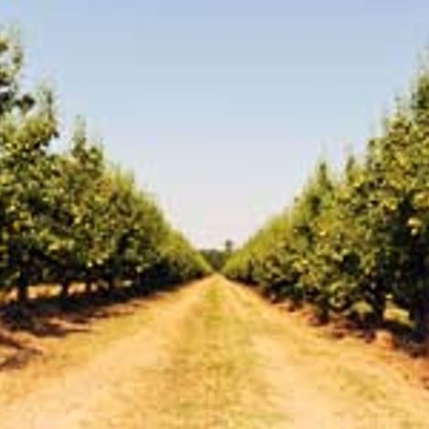 NARC FRUTAS – Cooperativa de Fruticultores e Horticultores da Região de Alcobaça, C.R.L