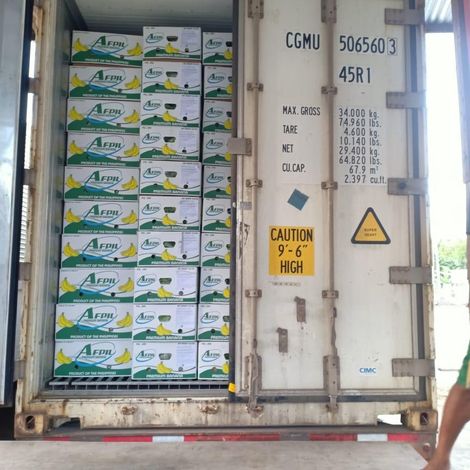 Agros Import Export International Corp._Banana_Cavendish