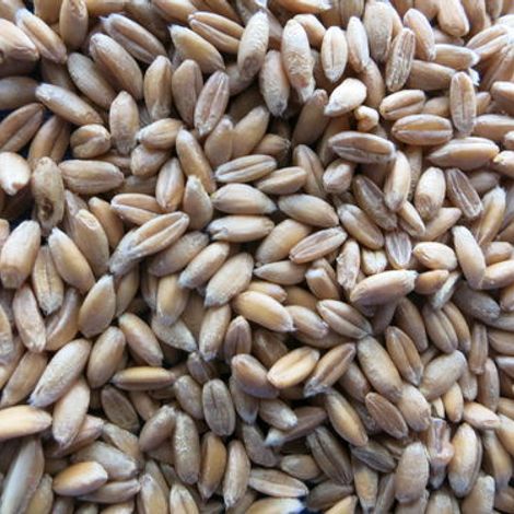 Spelled Grain