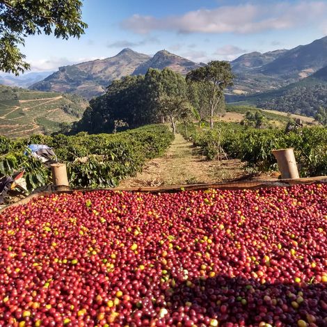 Arabica and Robusta Green Coffee Beans from Brazil