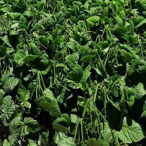 Australian Mungbean Company Pty Ltd - Green Mung Beans