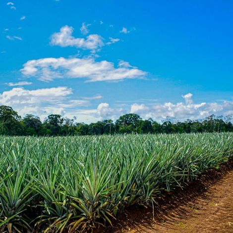 Productos Agropecuarios VISA S.A. - Plantation