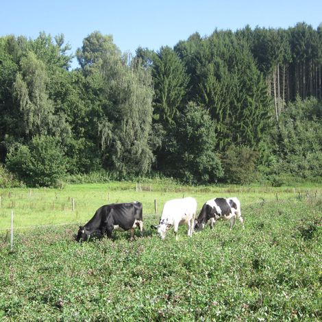 milchhof-zierer-homepage-drei-kuehe-auf-der-weide-2500x1875px.jpg