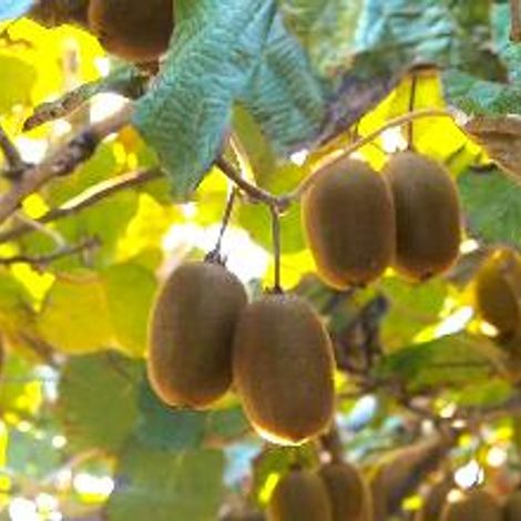 KiwiGreenSun_Kiwi_Hayward