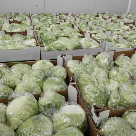 [SABAS]_[Lettuce iceberg]_[C10]