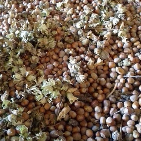 Ferme De La Grande Vove - Hazelnuts