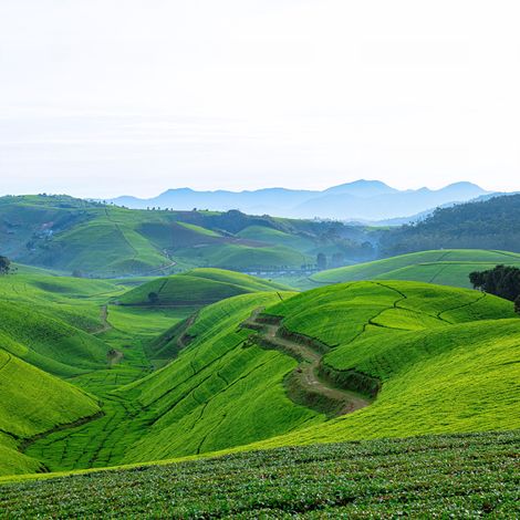 Rugabano Tea Company Pvt Ltd -Silverback Tea Company, Rwanda - Find ...