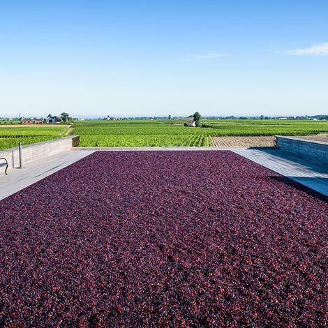 Château la Dominique