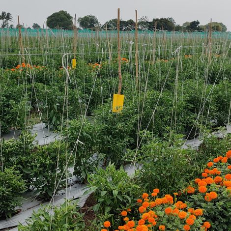Chilli Plantation in Nashik, Maharashtra: Agroshifts Contract Farming Program