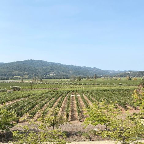 Davis Estates vineyards