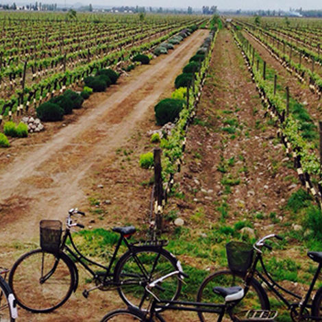 Cono Sur Vineyards & Winery_Wines_Vineyards