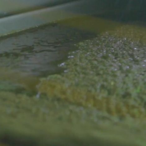 Avocado Oil production