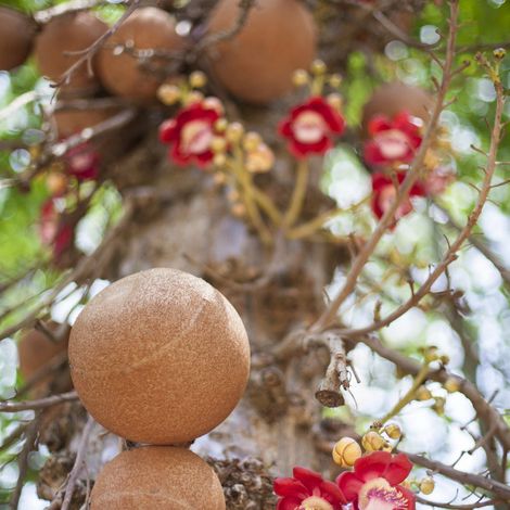 Cape Nut Traders