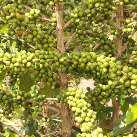 JURU Coffee - Plantation