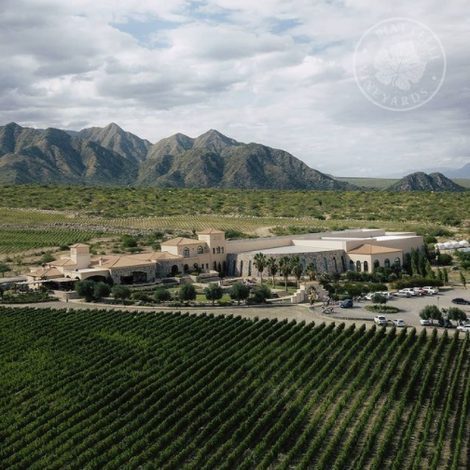 Piattelli Vineyards - Salta - Vineyard