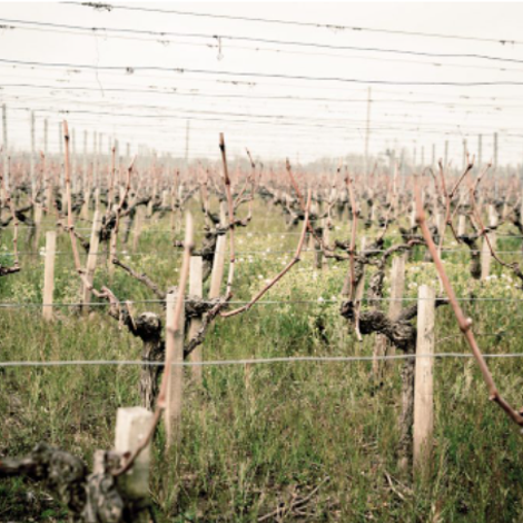 Château Le Conseiller - Vineyard