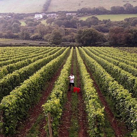 Camel Valley