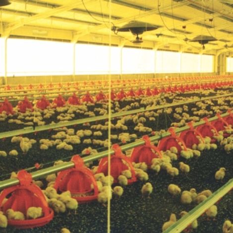 Poultry