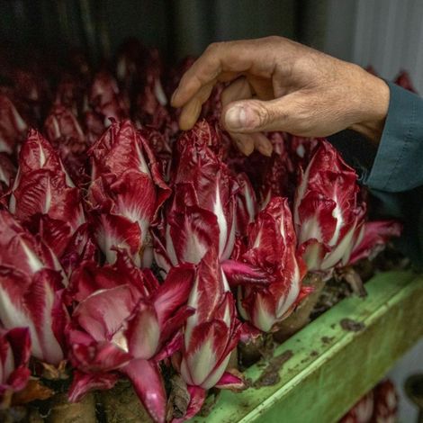 red-chicory-close-up.jpg
