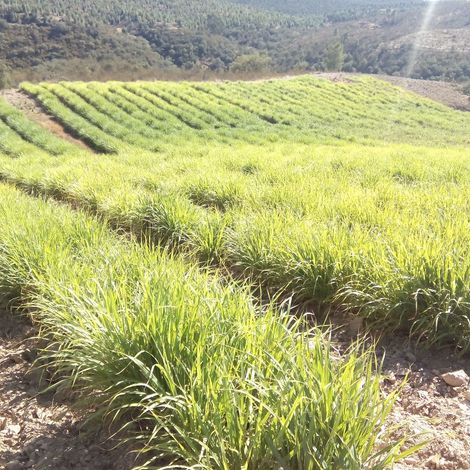 Lemongrass (BIO)