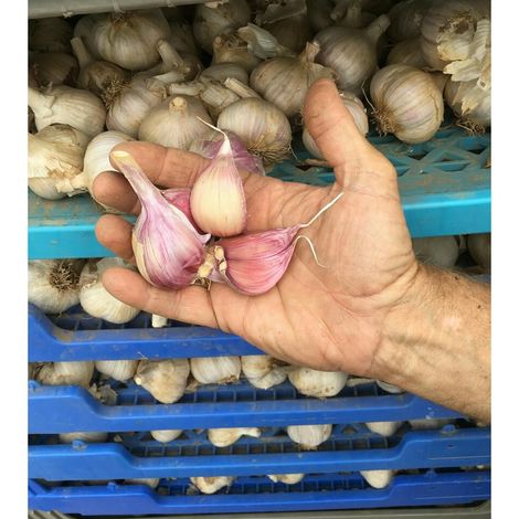 Fraser's Garlic Farm, LLC