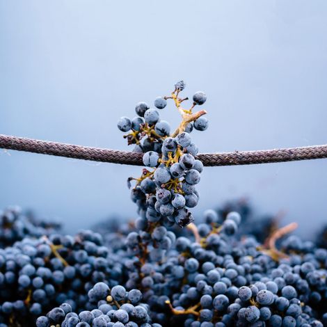 Coquerel Wines_Wines_Grapes