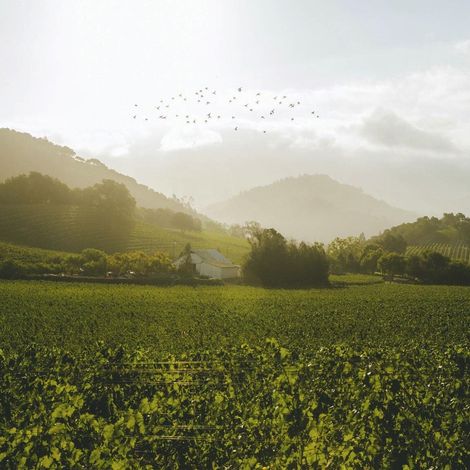 Quintessa Vineyards.jpeg