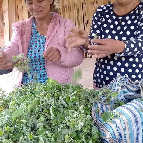 Asoc De Prod De Mango Del Valle Alto Piura