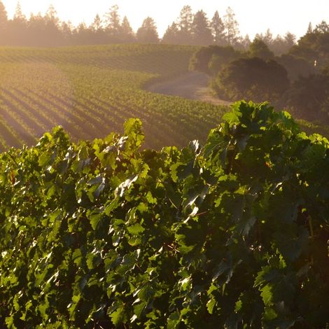 The Debate_Wine_Vineyards1