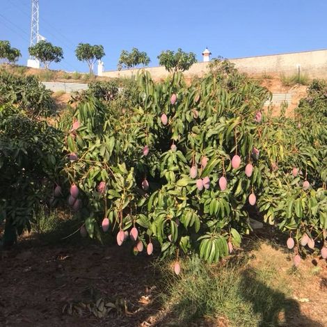 Mesbonsa S.l - Plantation