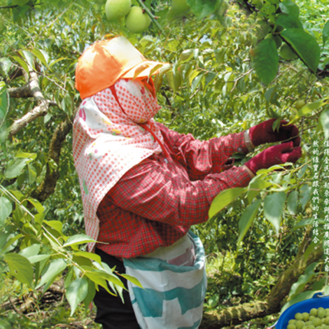 FIRST CLASS OF FRUIT TREE PRODUCTION & MARKETING HAIN YI HSIANG,NAN-TOU COUNTY - Plum Trees
