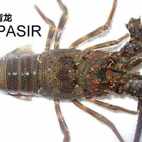 Live khaki lobster ~ Panulirus penicilliatus