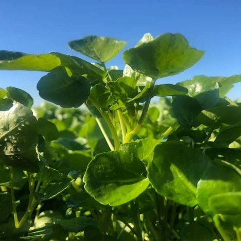 Royalcress S.A