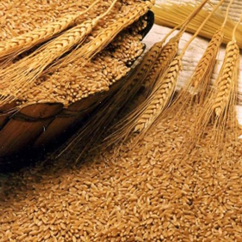Wheat