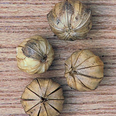 Flax Seeds