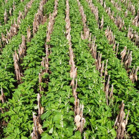 Field Plantation La Maquina