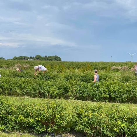 Cullisse Scottish Highland - Plantation