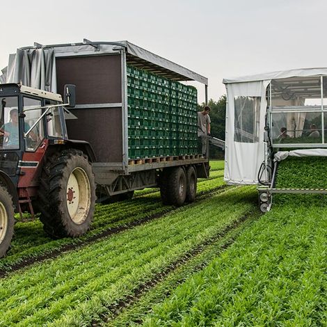 Beckedorf Fresh Vegetables - Farm