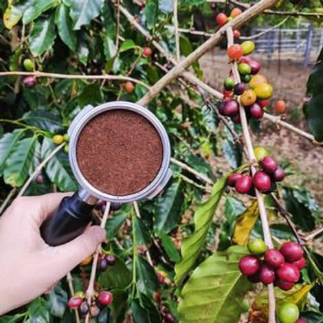 Noosa Black Coffee