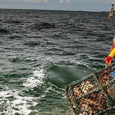 Errigal Bay Ltd - Caught Fish