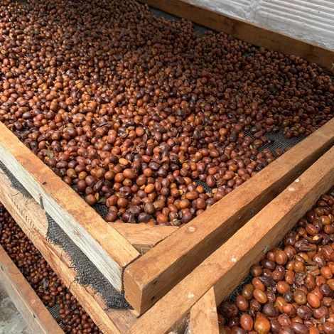 Mountain Coffee LTD