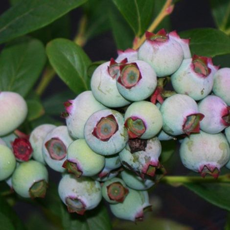blueberries14-768x576.jpg