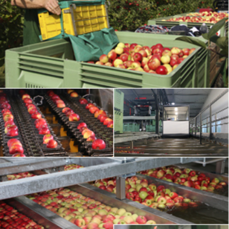 Harvest