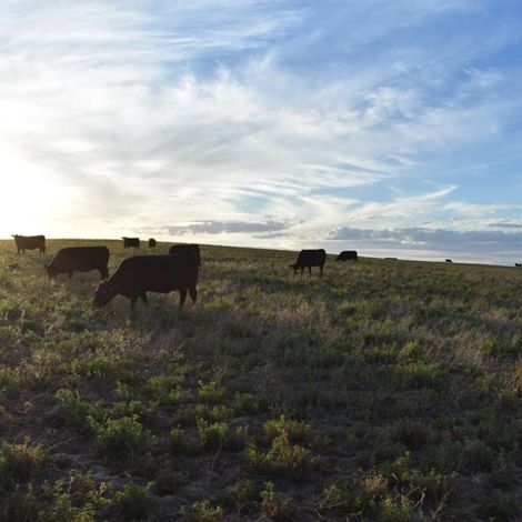 Longtrail Farms - Livestock