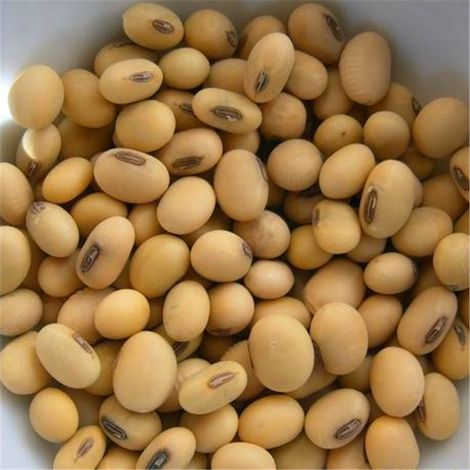 Non-GMO Soya Beans
