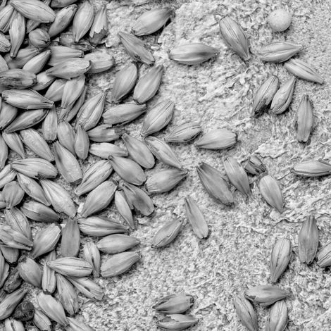 malting_grains_sw-scaled.jpg