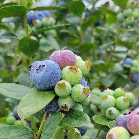 Always Fresh Farms LLC