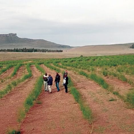 Denbi Farms