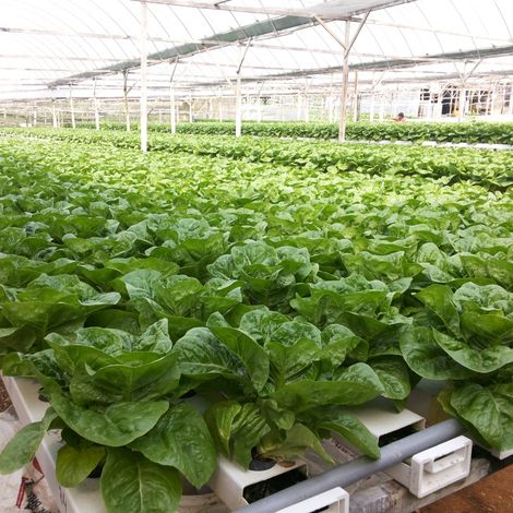 Publika Vege Distribution